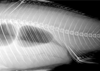 china adjusts gene to remove damp skin in catfish 126221
