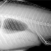 china adjusts gene to remove damp skin in catfish 126221