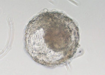 china creates hybrid monkeys without the need for human and primate sperm 3 monkeys given birth to 126791