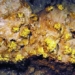 china discovers gold mine over 50 tons in son dong province 126532