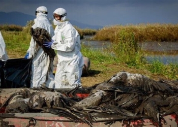 china reports h5n1 infections fast 2 3 4 4b 126184