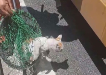 china rescues 1800 cats lost on highway 126760