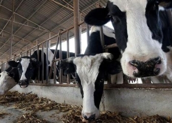 china successfully clones 3 super milk cows 125587