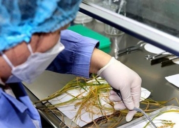 china tests seed sowing in space 125329