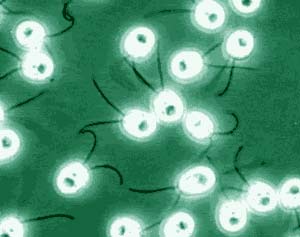 Green Algae Chlamydomonas reinhardtii