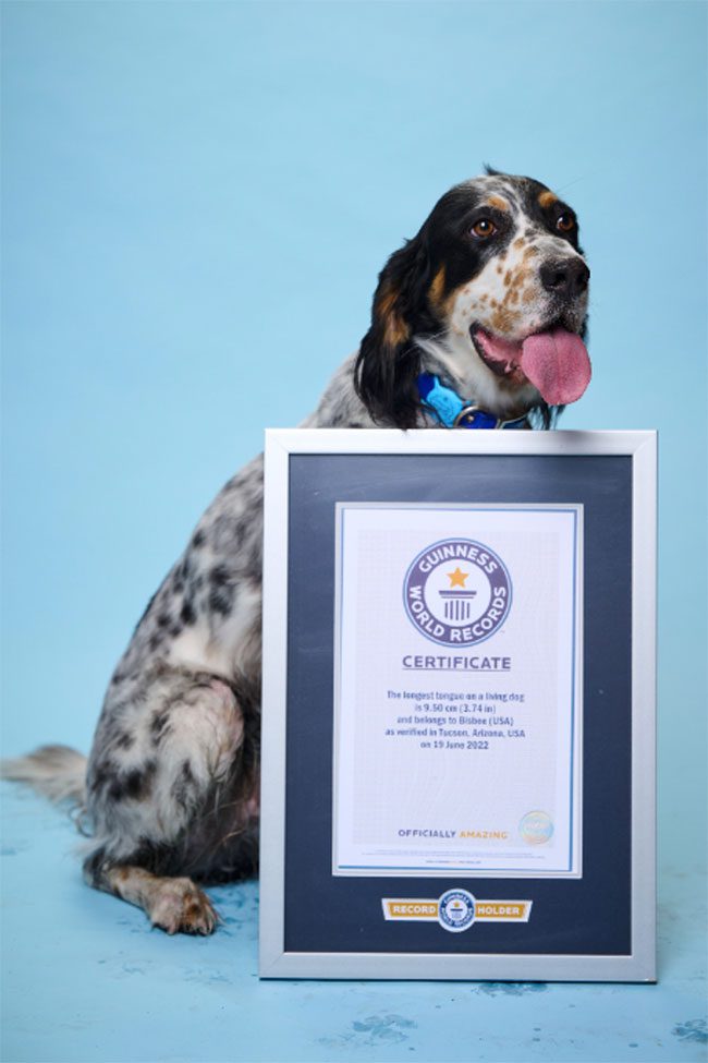 Guinness World Records recognizes Bisbee as the dog with the longest tongue in the world.