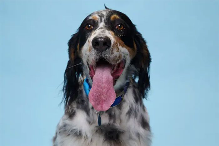 Guinness World Records recognizes Bisbee as the dog with the longest tongue in the world.