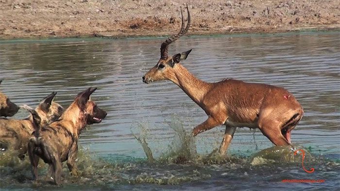 Wild dogs have the strongest bite among all carnivorous mammals.