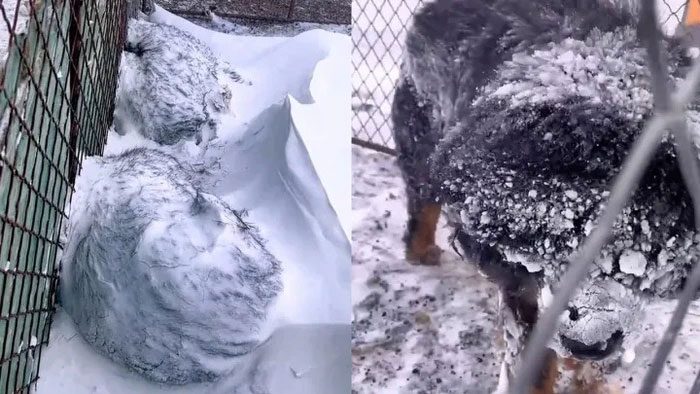 Tibetan Mastiffs remain unbothered by heavy winds and snow.