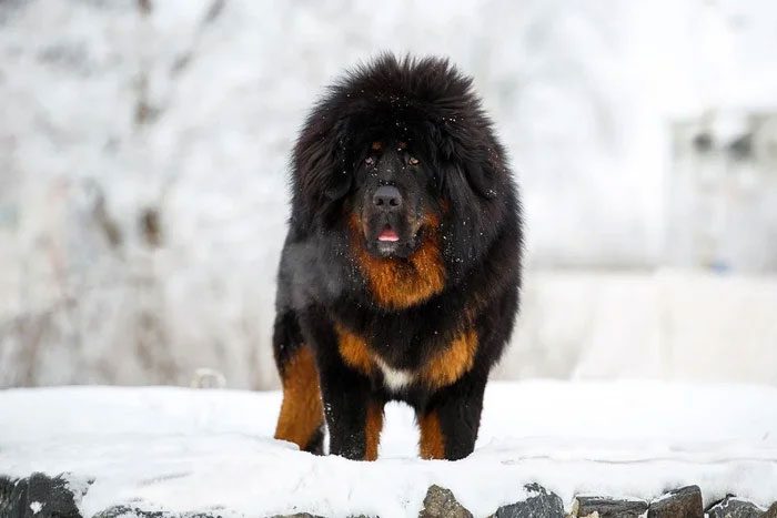In the early days, there were no dogs on the Qinghai-Tibet Plateau.