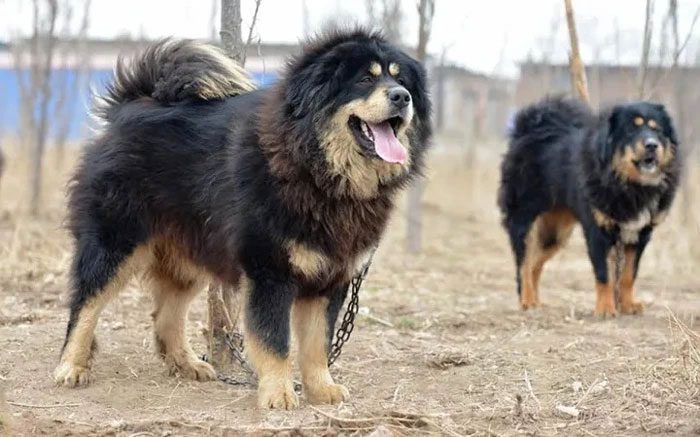 The transformation of Tibetan Mastiffs is an adaptation to environmental changes.