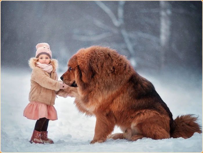 This breed originates from the Qinghai-Tibet Plateau.