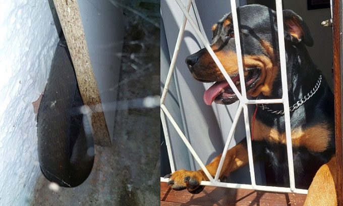 The Rottweiler (right) prevents its owner from sitting on the sofa where the black mamba (left) is hiding.