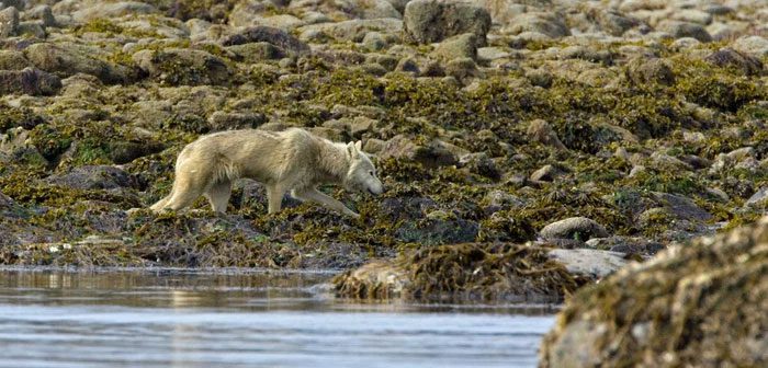 Instead of leaving, the wolves here continue to stay in search of other food sources.