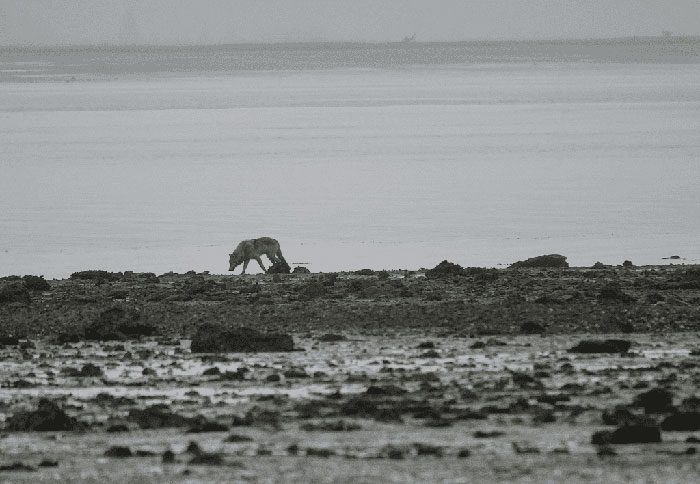 Wolves spend much of their time at sea searching for food.
