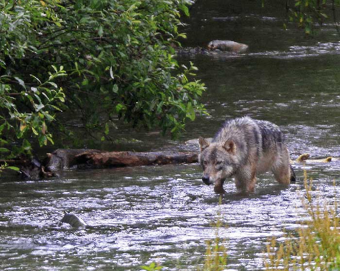 The diet of wolves is gradually changing.