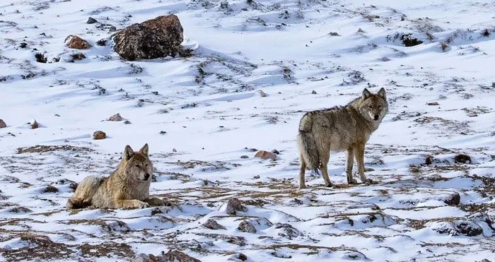 Tibetan wolf.