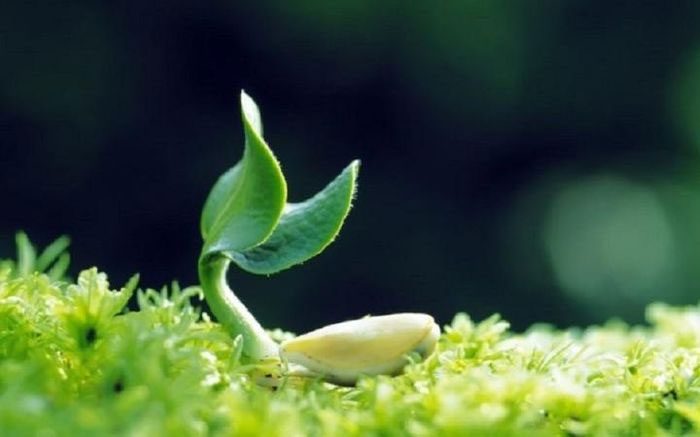 Li Chun is regarded as the start of spring in Vietnam and China