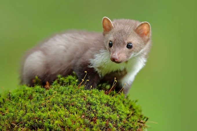 Predators harmful to agriculture but now they help in pest control