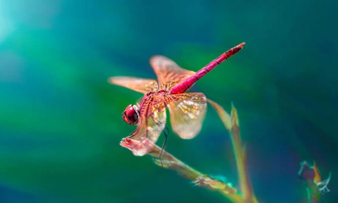Dragonflies can detect changes at a speed of 300 times per second.