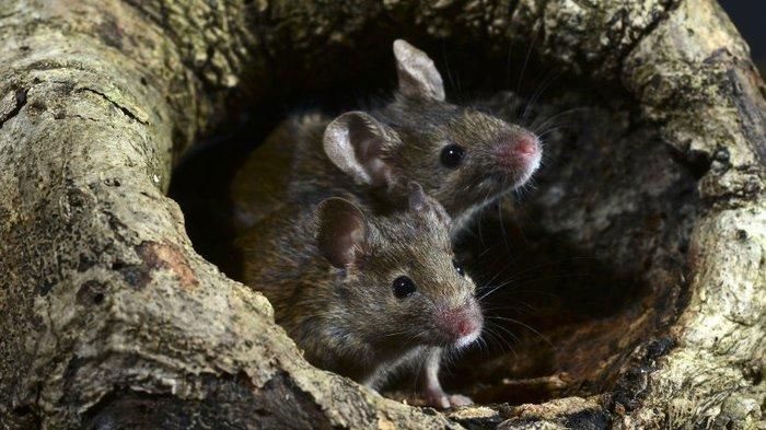 Algerian super mice