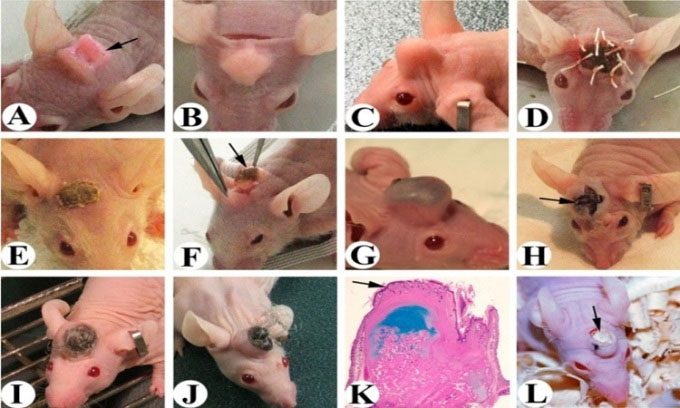  The process of antler growth in mice in a similar study published in 2020. 