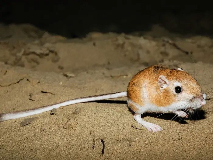 Kangaroo Rat
