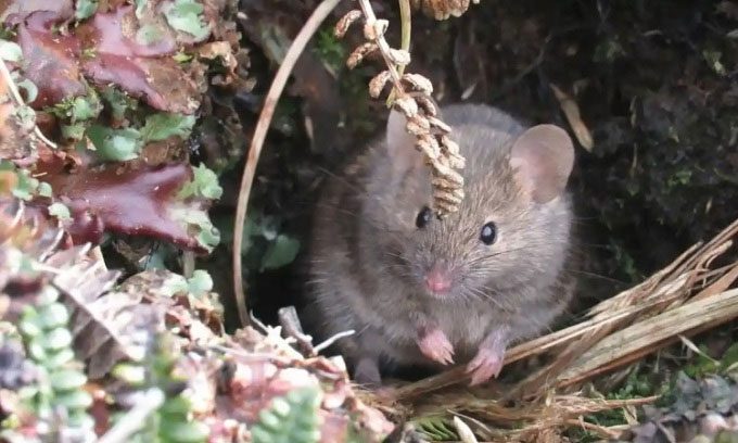 The House Mouse is becoming the biggest threat to seabirds on Marion Island.