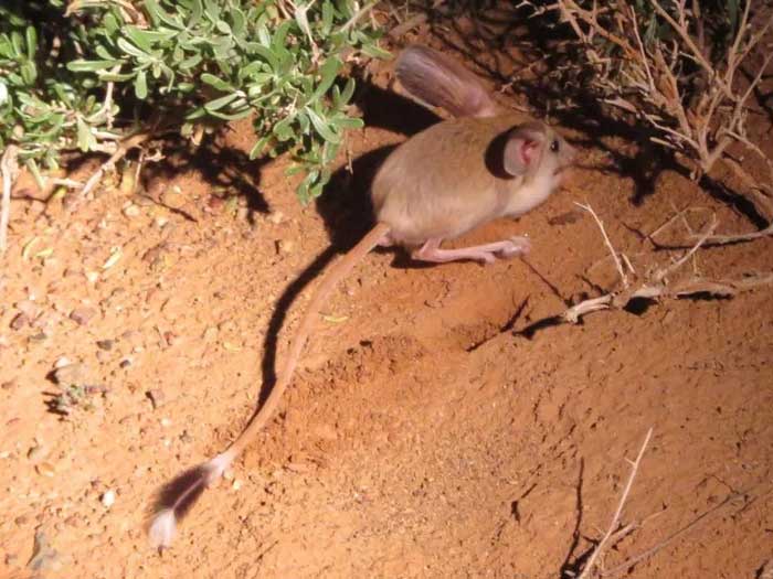 Long-Eared Jerboa