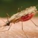 climate change causes malaria outbreaks in africa 125979