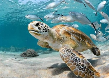 climate change threatens nearly 10 marine species with extinction 124772