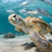 climate change threatens nearly 10 marine species with extinction 124772