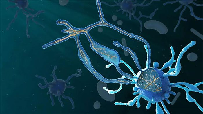 Graphic depiction of the alien-like organism and our ancient ancestor