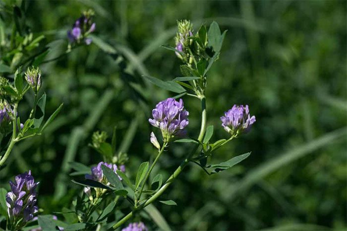 Alfalfa has potential for cultivation on Mars.