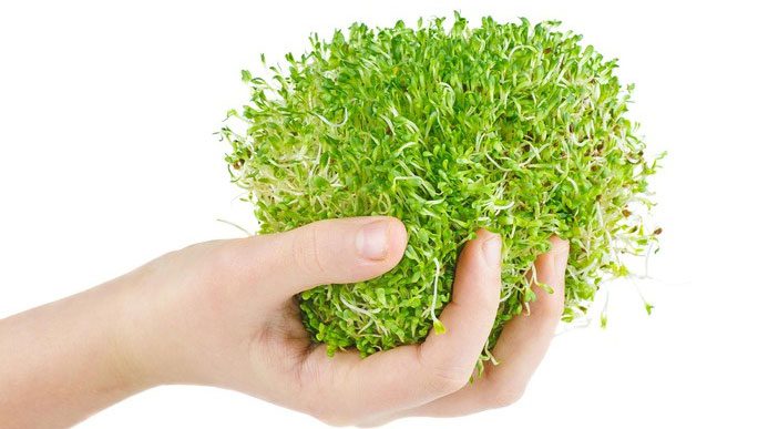 Alfalfa