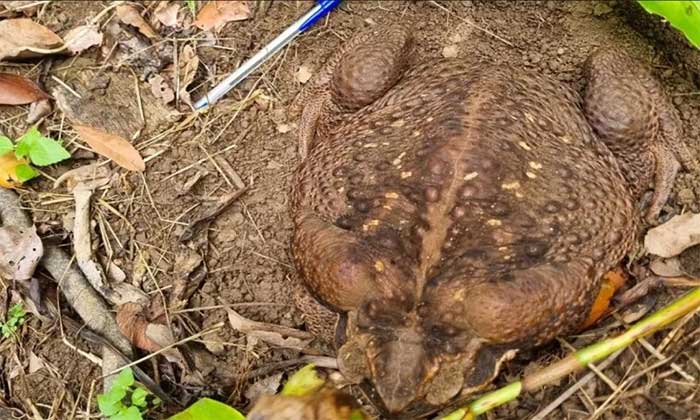 This cane toad weighs up to 2.7 kg.