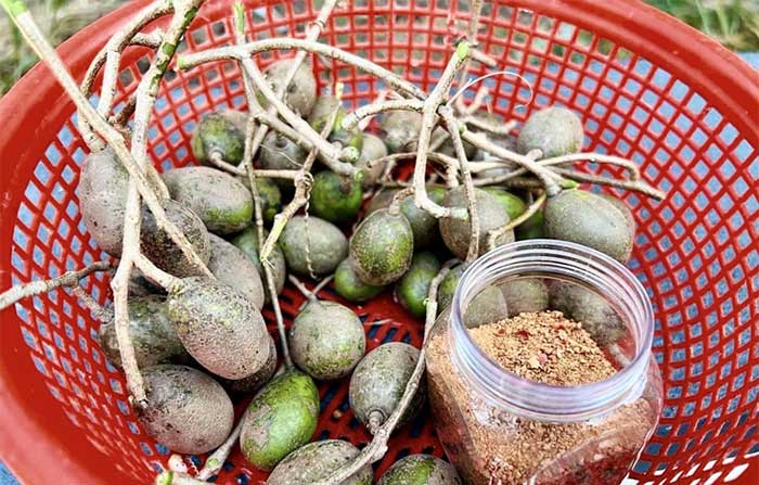 Tay Ninh chili salt is favored by many people to dip with various fruits