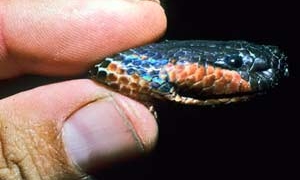 color changing snake like actor 6568