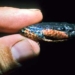 color changing snake like actor 6568