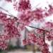 colorful spring 2023 photos many places around the world 126736
