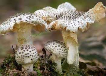 common foods that contain toxic substances killing people 126039