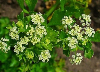 common vegetables medicinal uses in the past colored accelerated 125499