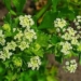 common vegetables medicinal uses in the past colored accelerated 125499