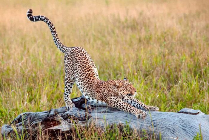 Stretching is a relatively common behavior among feline species.