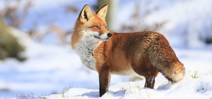Foxes rarely attack humans due to their timid nature.