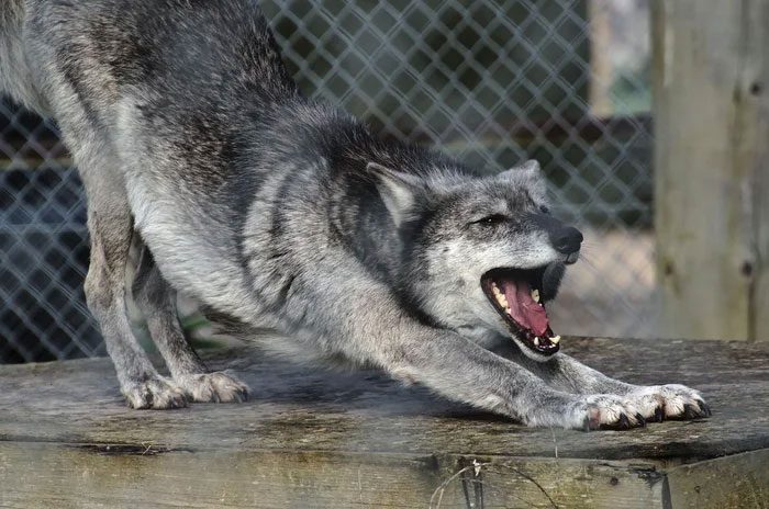Dogs and cats often stretch easily about 40 times a day.