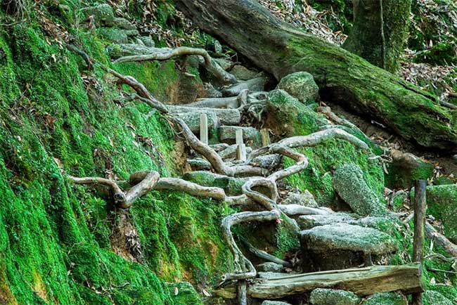 This trail is named Shiratani Unsuikyo.
