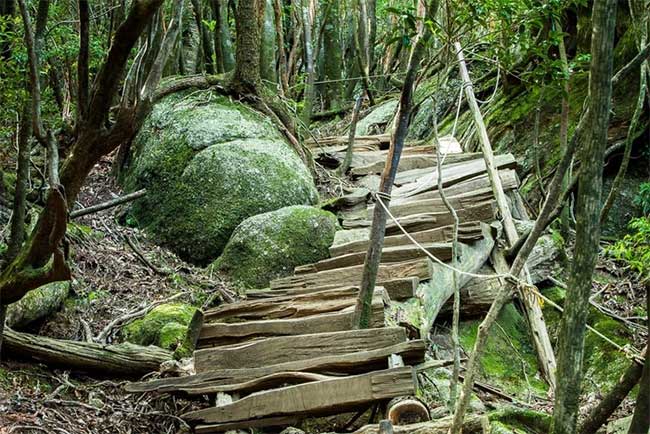 There are many walking trails, some of which cross from one side of the island to the other.