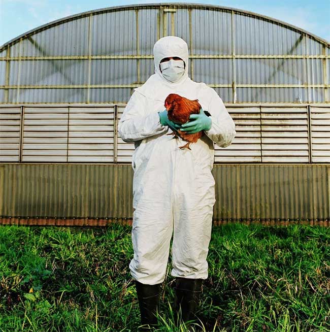 Domestic chickens have inherited the remarkable adaptability of wild chickens.