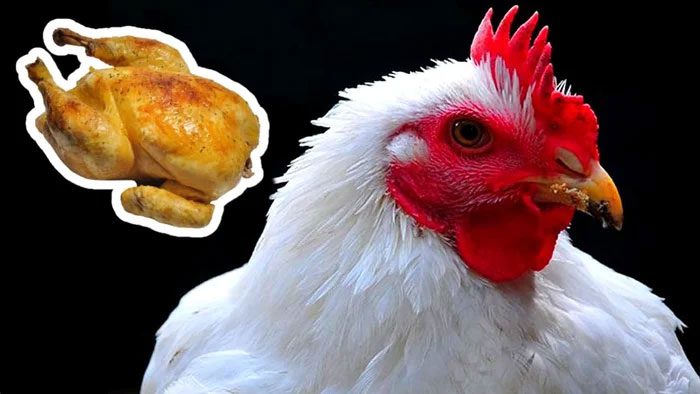 For the same yield of 1 kg of meat, livestock and sheep emit seven times more greenhouse gases than chickens.